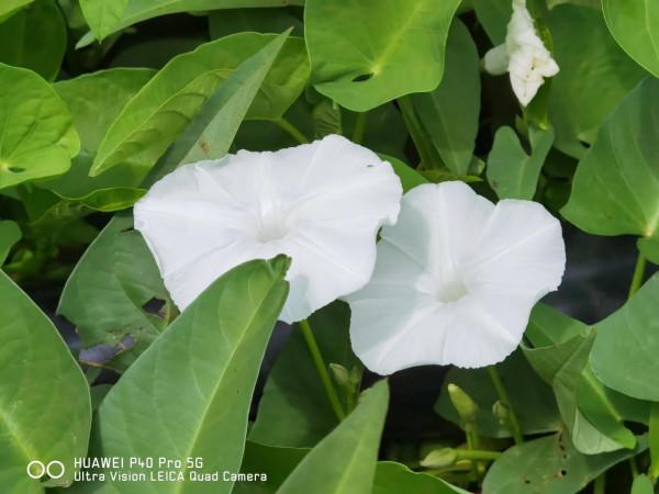 見過空心菜開的花嗎？