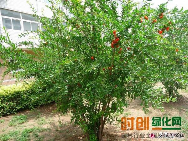 有這些特徵的苗木永遠不會被淘汰