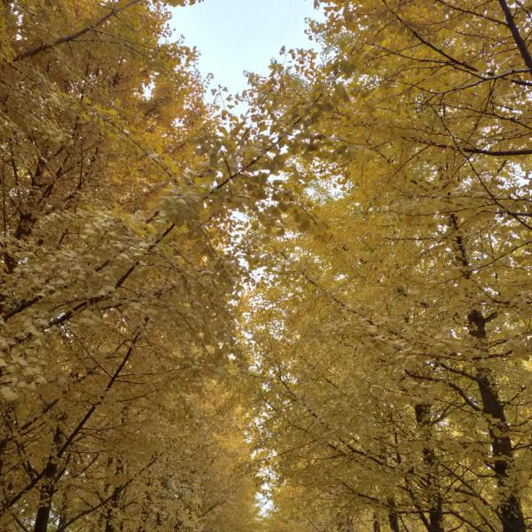 降溫之前抓緊辦！拍美照