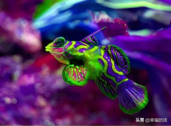 全世界最，最美的魚、最罕見的鳥，集齊了！大開眼界