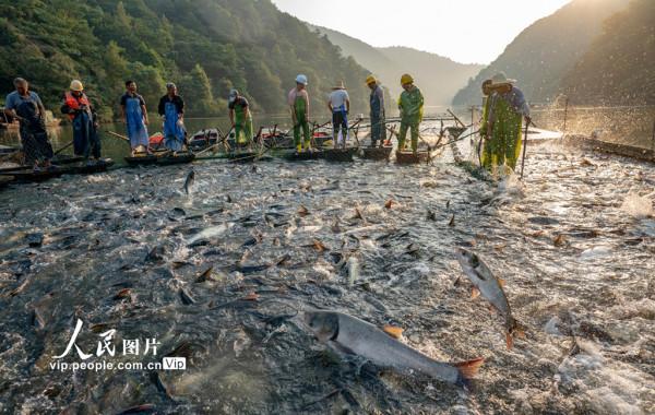 江西新餘:巨網捕魚 江西新餘:巨網捕魚