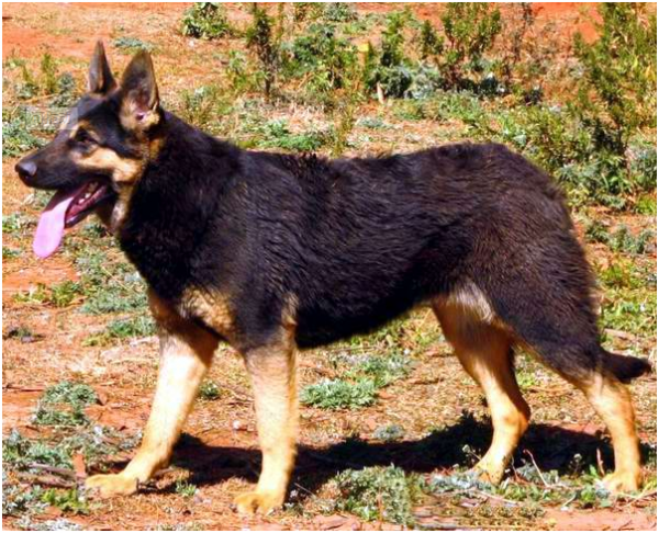 昆明犬和德牧區別在哪,你會選養哪隻? 昆明犬和德牧區別在哪,你會選養哪隻?