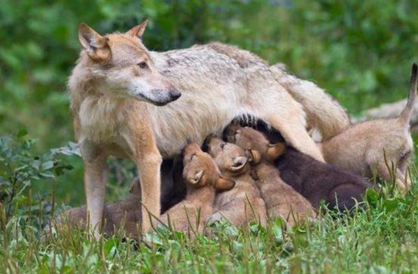 狼剩子傳奇 狼剩子傳奇