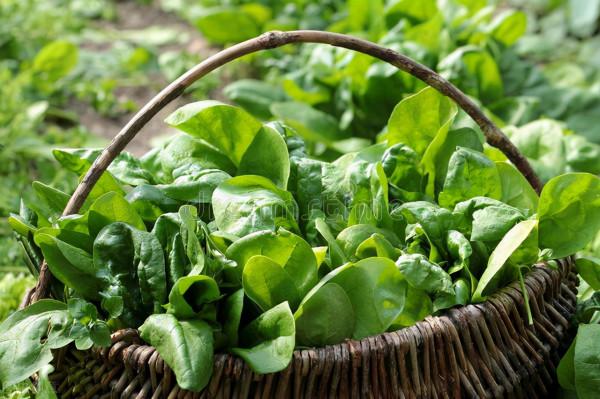 菠菜產地6元,萵筍翻5倍,大蔥大漲70%,菜農:沒多賺!誰賺了? 菠菜產地6元,萵筍翻5倍,大蔥大漲70%,菜農:沒多賺!誰賺了?