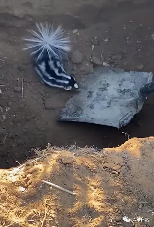 墨西哥一隻臭鼬跌下坑中,被救起三次,次次又跳下坑,已慌不擇路 墨西哥一隻臭鼬跌下坑中,被救起三次,次次又跳下坑,已慌不擇路