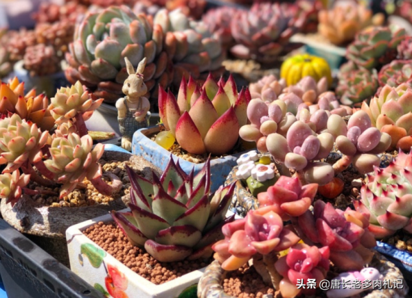 今年最火的多肉?我統計出這8個品種,看看你有沒有跟上潮流? 今年最火的多肉?我統計出這8個品種,看看你有沒有跟上潮流?