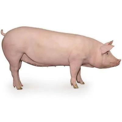 母豬品種,該怎麼選擇? 母豬品種,該怎麼選擇?