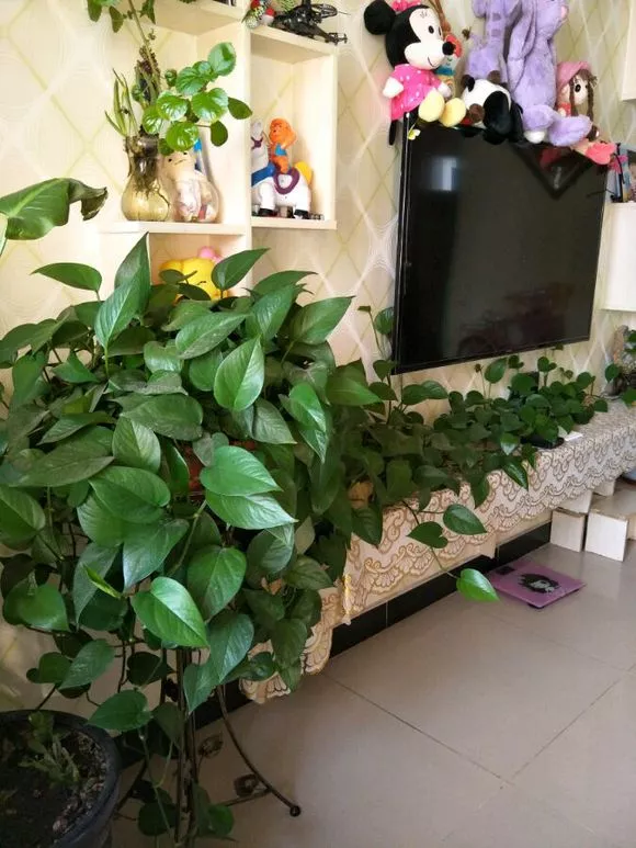 過期小藥片，碾碎澆花一級棒，葉子油亮不生蟲，開花更勁爆