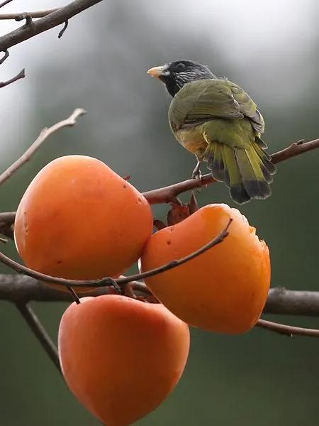 分享圖片：精美絕倫的鳥兒。顏色鮮豔，姿態優美，太招人喜歡了