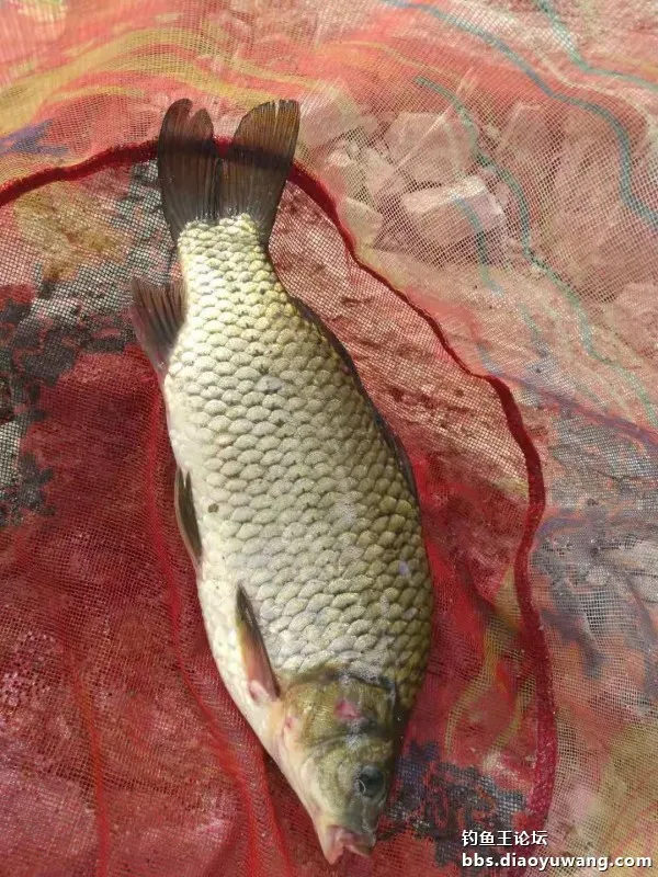 單開腥香，板鯽連竿