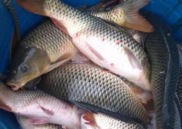 冬釣大鯽魚，其實並非晴天，這兩種天氣才最適合釣魚