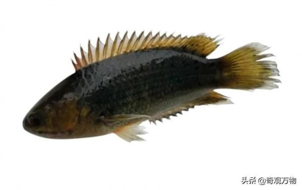 會行走的魚，並且可以在陸地上直接呼吸空氣的太陽魚你見過嗎？