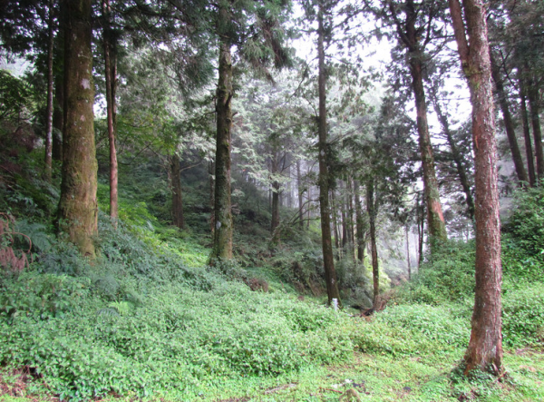 逆襲為百億富豪的秦榮華，從日本買10000根木頭：這本就是中國的