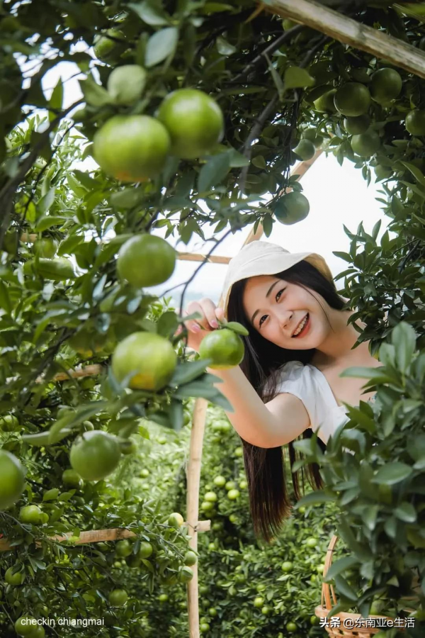 涼季來了！今年清邁有哪些唯美浪漫的花田？