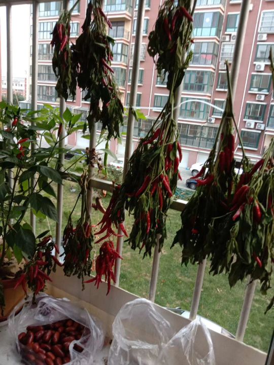 自己動手,豐衣足食,在家裡和車庫前面種的辣椒能自給自足啦 自己動手,豐衣足食,在家裡和車庫前面種的辣椒能自給自足啦