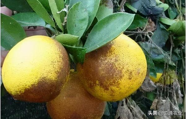 “顏值殺手”鏽壁蝨,防治記得要趁早 “顏值殺手”鏽壁蝨,防治記得要趁早