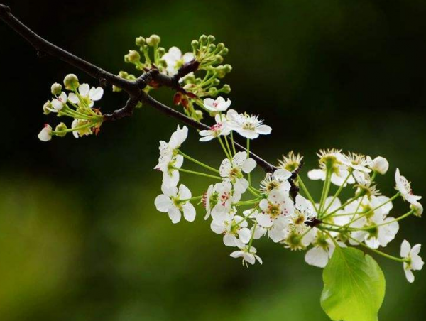 蘇軾寫給友人的這一詩，寫的是梨花，說的卻是人生