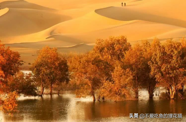 1916年，當最後一隻新疆虎被打死之後