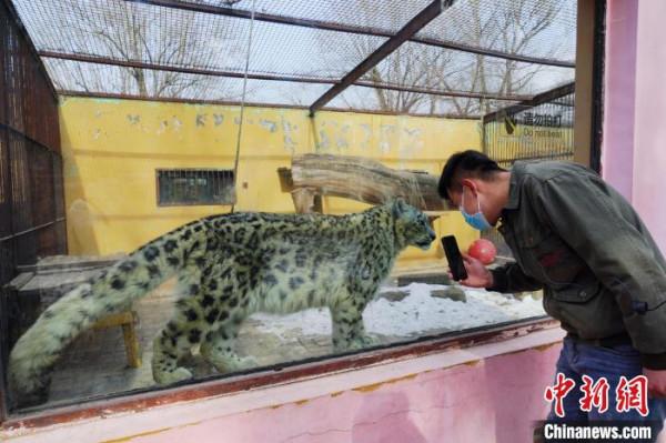青藏高原野生動物園的雪豹&OpenCurlyDoubleQuote;奶爸&rdquo;