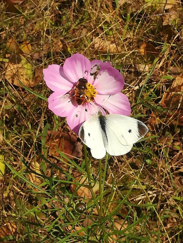 深秋難得一見的蜂蝶共棲 深秋難得一見的蜂蝶共棲