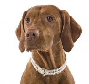 盤點5種跑的最快的狗狗