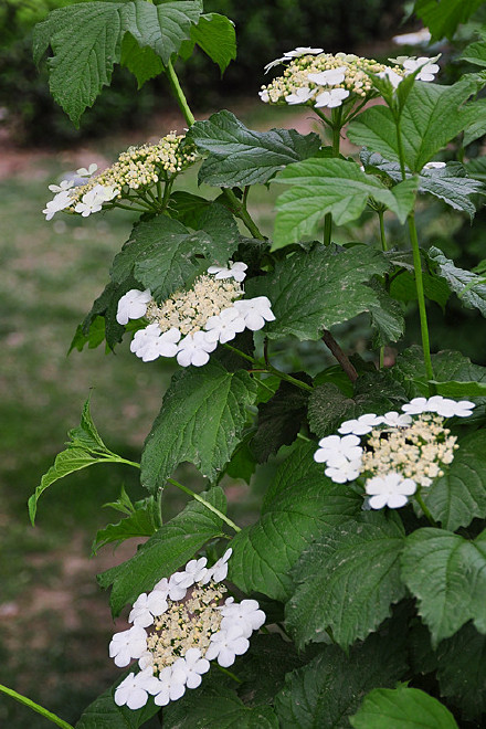 《百花集》(一百九十四) 《百花集》(一百九十四)
