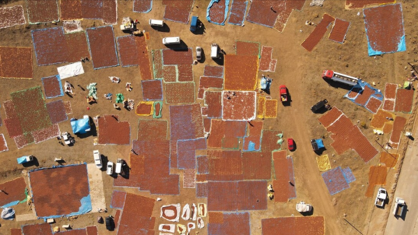 原產於我國的榛子，已有3000多年曆史，為什麼淪為了冷門堅果？