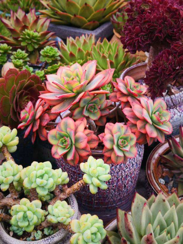 養多肉不上色?問了老花農才知道,記住4個要點很重要 養多肉不上色?問了老花農才知道,記住4個要點很重要