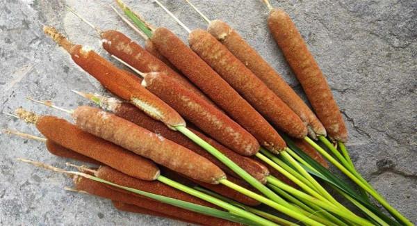 路邊的蒲公英，比拳頭還大，太可愛了