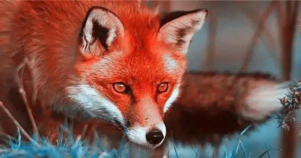 聊齋故事：狐仙