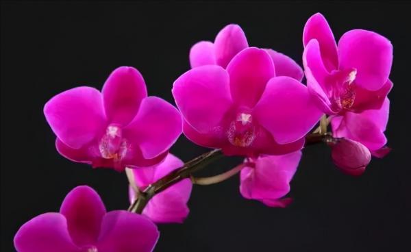 蘭花：部分種類圖鑑