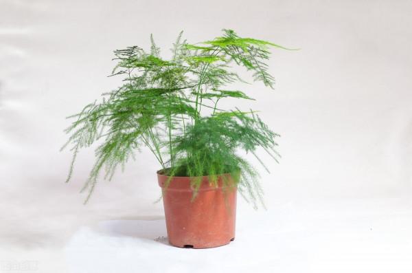 花盆越小開花越好的“皮實”花，塞進小花盆裡，好養又好看