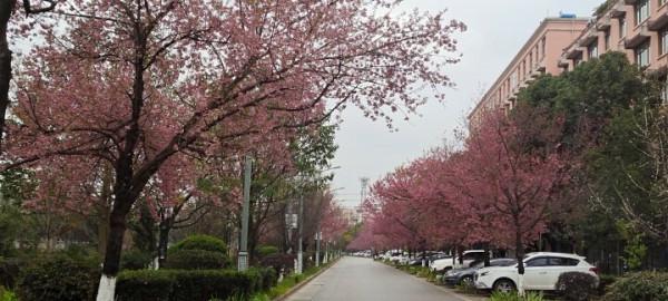 白石江兩岸冬櫻花盛開市民賞櫻花的好去處