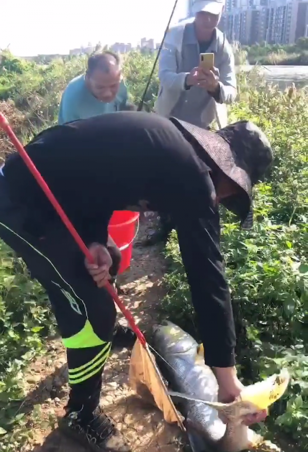 1.3米長水老虎被困小水塘,被人釣起時已瘦脫了形,網友:太慘了 1.3米長水老虎被困小水塘,被人釣起時已瘦脫了形,網友:太慘了