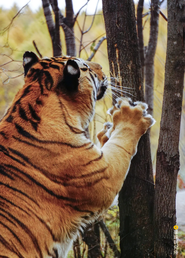 &quot&semi;meng&quot&semi;虎出山，虎年新春帶你看老虎的前世今生