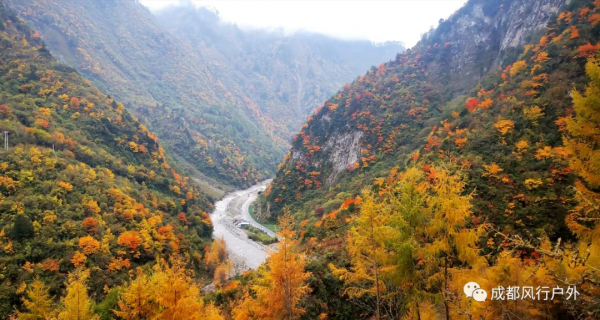 「卓西彩林」11月6號徒步臥龍邂逅卓西彩林 「卓西彩林」11月6號徒步臥龍邂逅卓西彩林