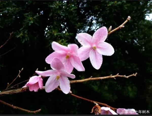 實用分享丨30款大型開花樹種介紹,白似雪、黃似陽、紅似霞,美翻 實用分享丨30款大型開花樹種介紹,白似雪、黃似陽、紅似霞,美翻