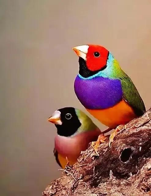 五彩斑斕的各種奇特的小鳥太可愛了，色彩豔麗，讓人賞心悅目