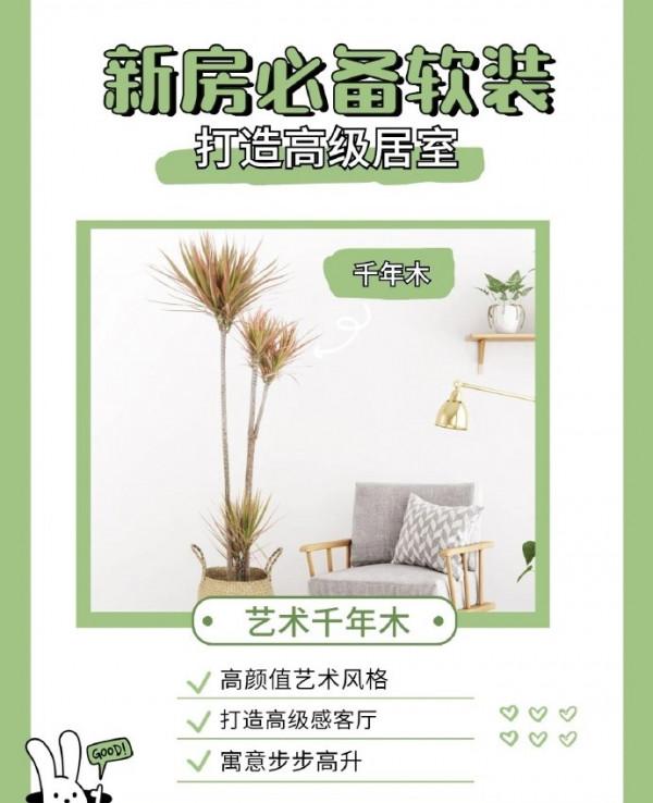 家居博主超愛的6款網紅綠植大公開！新房軟裝必備