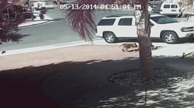 一隻貓擊退3只野狼,只為保護主人 一隻貓擊退3只野狼,只為保護主人