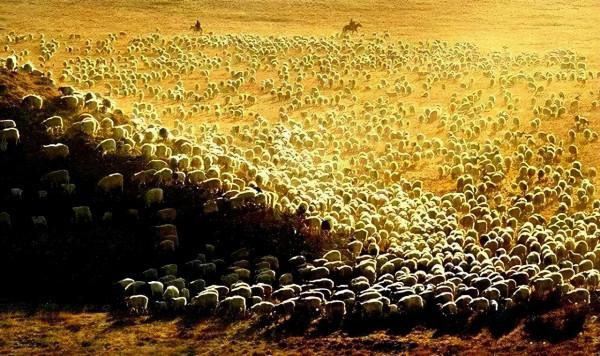 秋天，一定要去一次甘南！