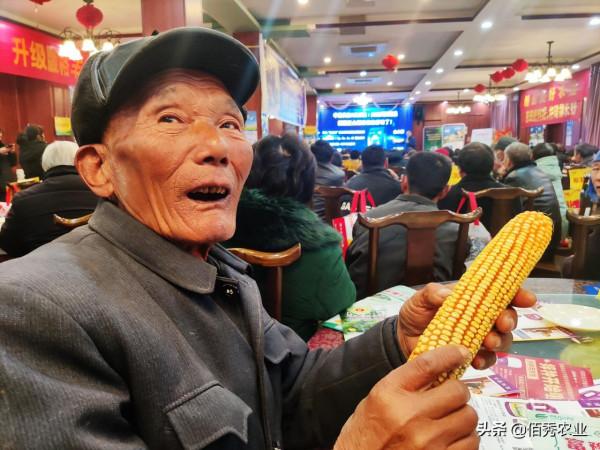 2022年玉米品種該怎樣選？基層農資店透露3個標準，抗鏽病成焦點