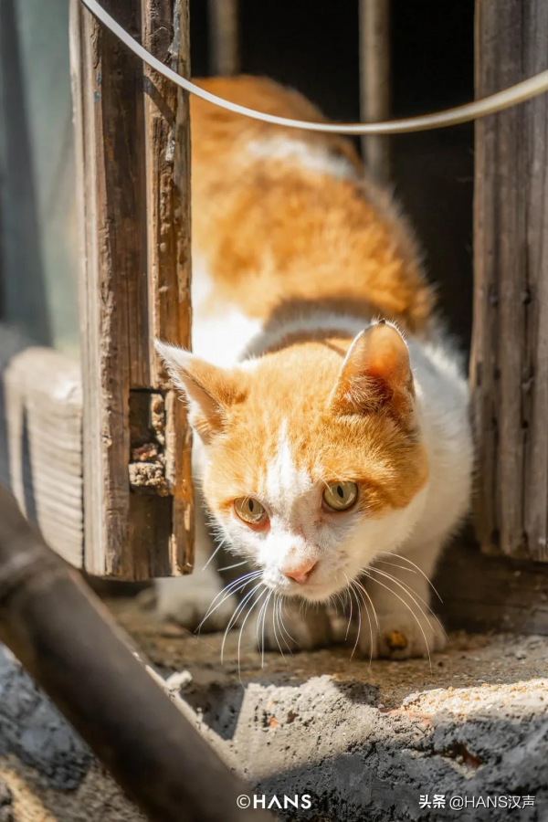 黃鶴樓下的人間煙火，蛇山上的神奇武昌