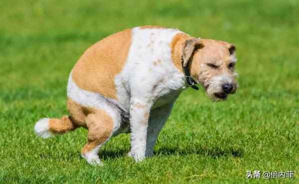 貓屎臭還是狗屎臭?這是一個很艱難的問題 貓屎臭還是狗屎臭?這是一個很艱難的問題
