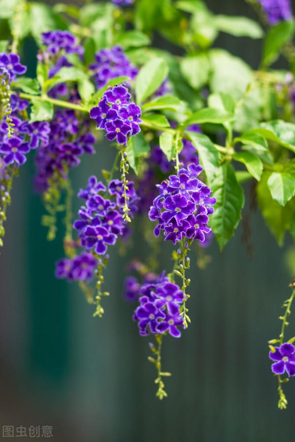 金露花的寓意，你知道嗎？