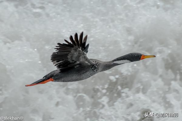 來自南極的紅腿鸕鷀,好看嗎? 來自南極的紅腿鸕鷀,好看嗎?