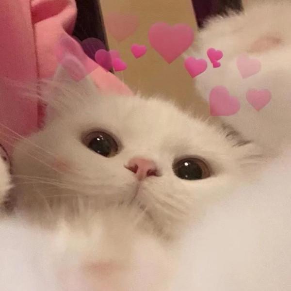 貓貓情侶頭像｜每天醒來都像奧特曼一樣 接受新的打擊