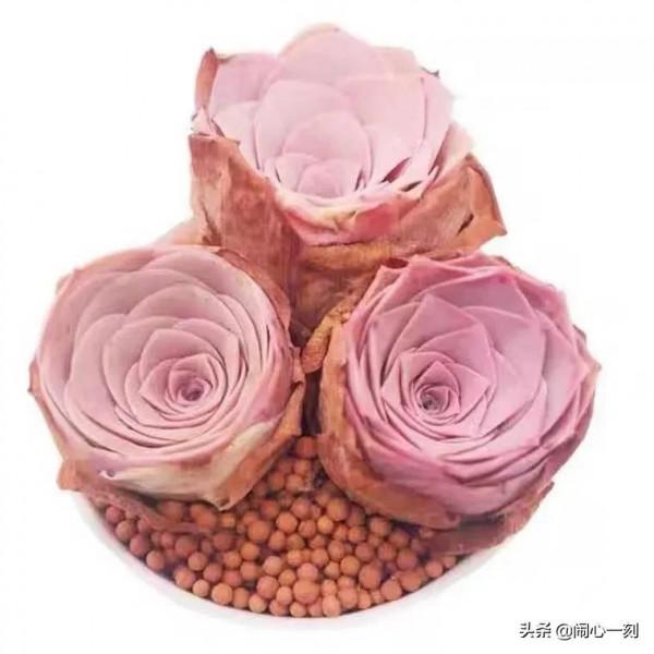 分享&mdash;&mdash;玫瑰多肉