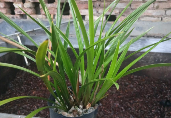 養蘭花，冬季就選黃金彩虹，開花美，香味濃郁，漂亮好活