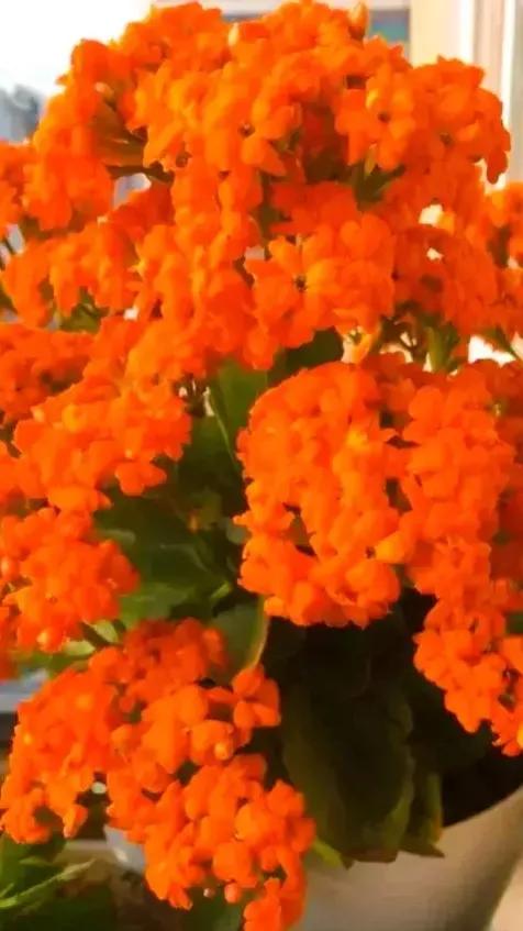 養盆長壽花送給爸和媽